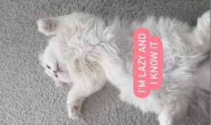 Il gattino più pigro del mondo ha una canzone a lui dedicata (VIDEO)