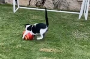 Ecco a voi il gatto prodigio che sta mostrando al web intero le sue grandi abilità da portiere (VIDEO)