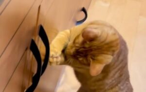 Vi presentiamo il “Grande cacciatore di mosche”: un gatto rossiccio davvero abile.