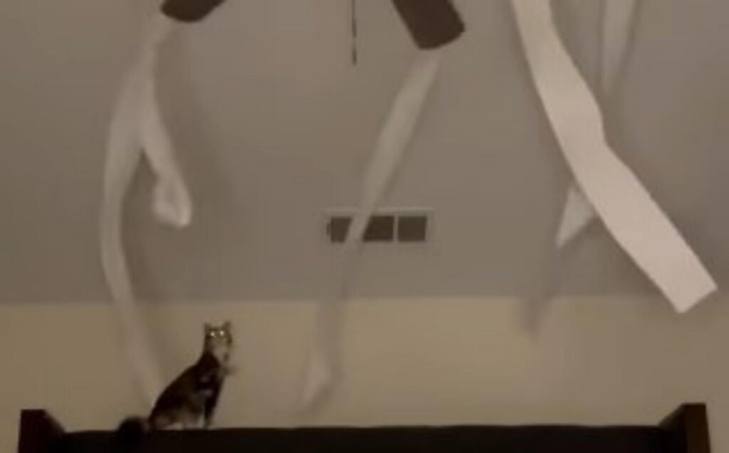 gatto scopre nuovo gioco
