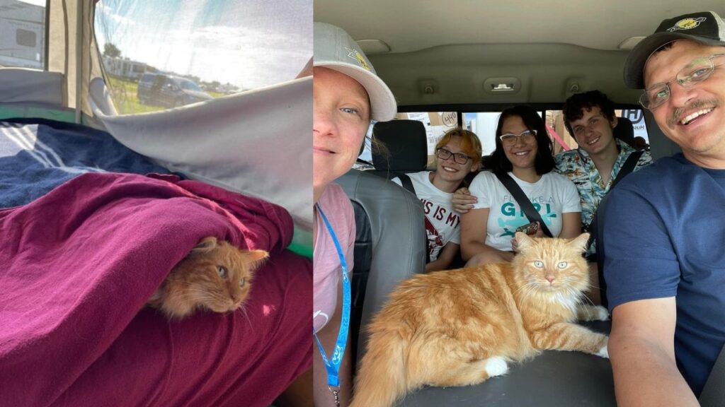 Gatto viaggia con la famiglia