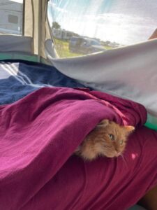 Gatto si intrufola nel camper di famiglia per passare le vacanze con i suoi umani