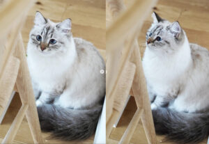 gatto siberiano triste per il vaccino