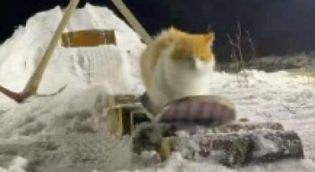 gatto su snowboard