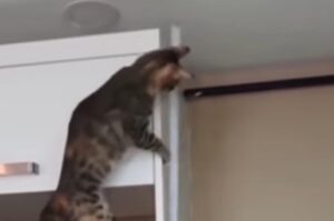 Il gatto tigrato aiuta il suo padrone mentre prende le misure in cucina (VIDEO)