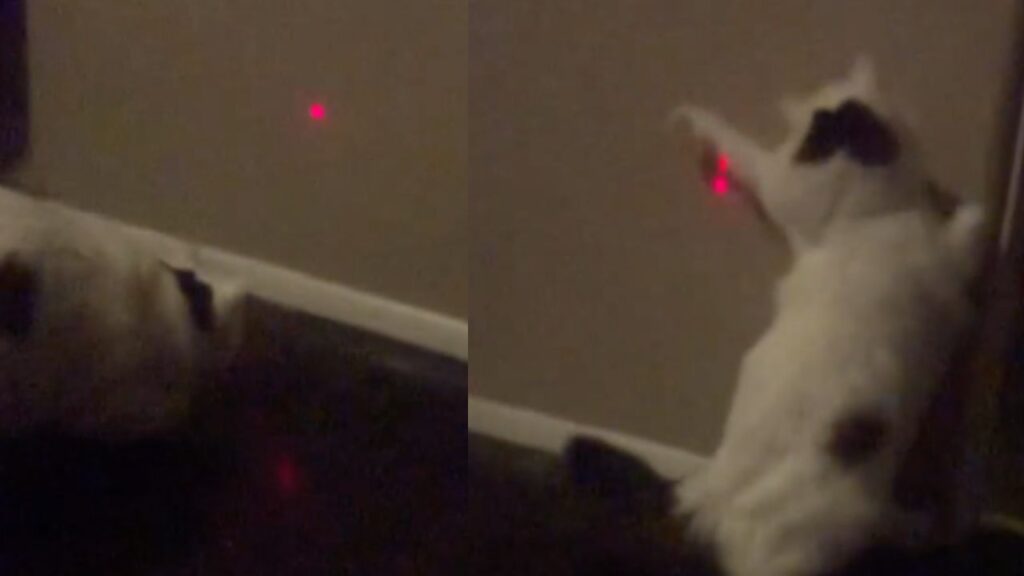 Gatto Turco Van gioca con il laser