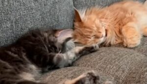 Il gattone Maine Coon Fisher ha un nuovo fratellino con cui condividere le avventure (VIDEO)