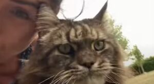 Il gattone Maine Coon Pippin è felicissimo di poter godere delle coccole della sua umana (VIDEO)