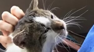Il gattone Otto è vivo per miracolo e ora ha una mamma davvero dolcissima e premurosa (VIDEO)