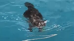 gatto che nuota