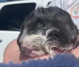 Harvey: la gattina con due facce (VIDEO)