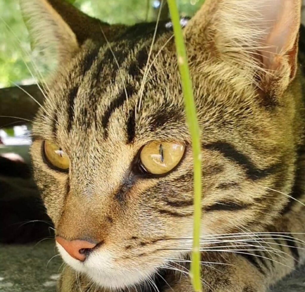 gatto luce sugli occhi