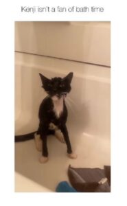 un gatto fa il bagnetto