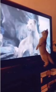 Gatto guarda ammirato Il Re Leone (VIDEO)