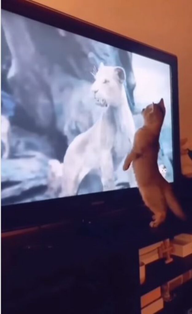 un gatto davanti alla televisione