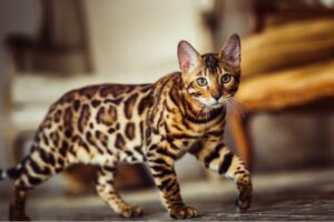 5 lettiere bellissime per il gatto Bengala (anche tecnologiche)