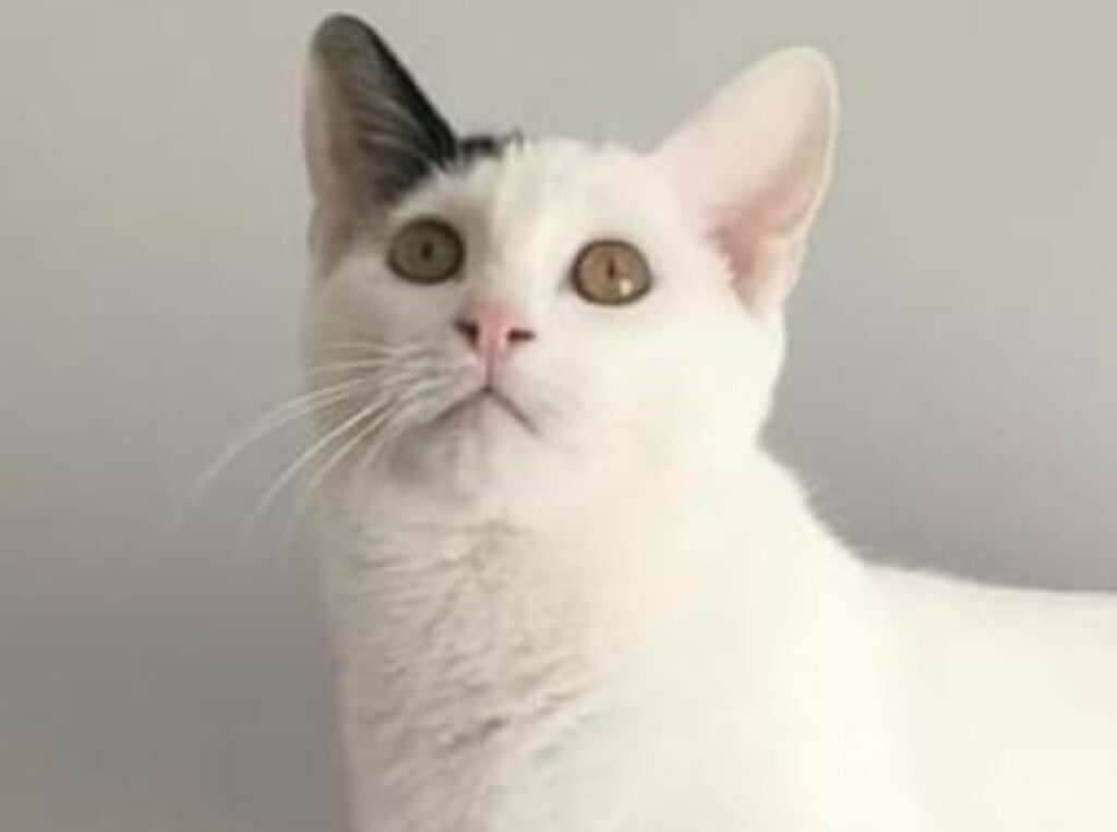 gatto bianco occhi gialli