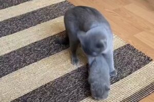 La mamma gatta vuole giocare con il suo cucciolo, ma lui è un pigrone (VIDEO)
