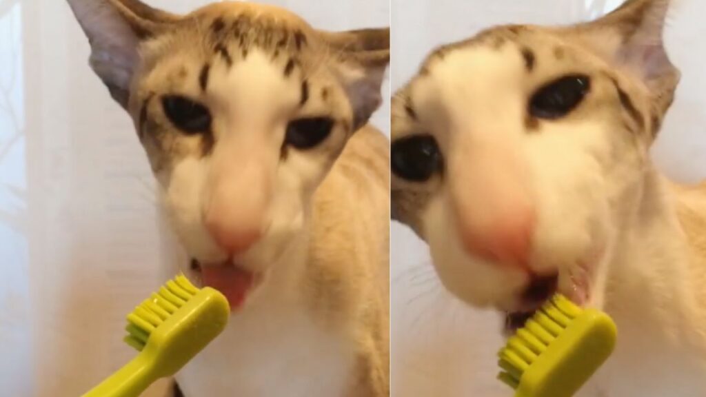 Matisse, il gatto con uno strano rapporto con lo spazzolino da denti