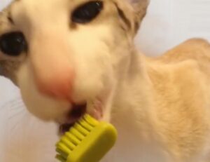 Matisse e lo spazzolino da denti