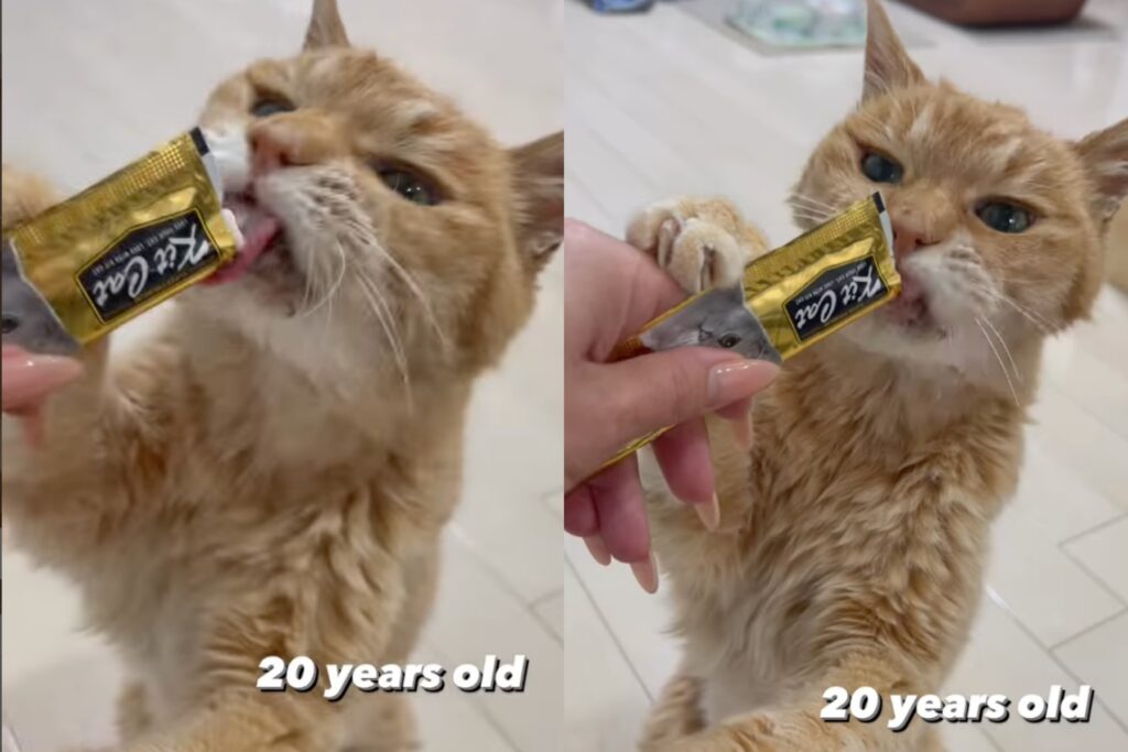 Melmo il gatto anziano di 20 anni