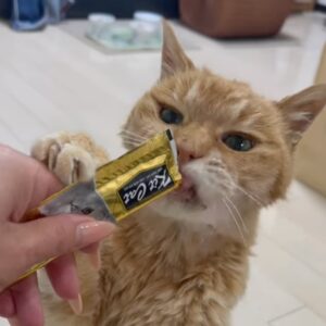 Melmo, il gatto anziano di 20 anni non rinuncia alla sua merendina preferita (VIDEO)