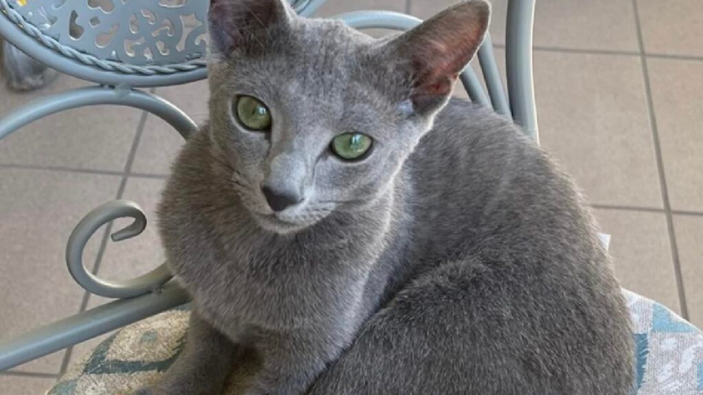 gatta blu di russia pelo grigio