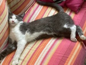 Mirandola, non fa ritorno a casa da settimane questo gatto europeo di nome Leo, si teme per le sue condizioni