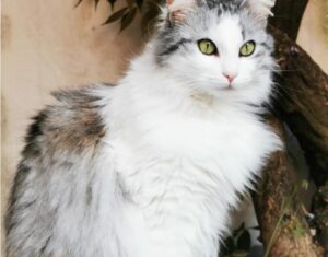 Piacenza, Mia è scomparsa, la gatta non si trova più da settimane ma i proprietari credono nel ritrovamento