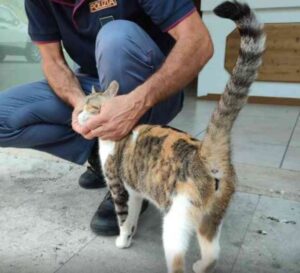 Gatta mascotte di un commissariato (VIDEO)