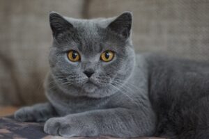 5 prodotti per la cura del gatto Certosino, i migliori in assoluto