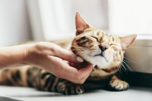 5 prodotti utilissimi per la cura di un gatto Bengala anziano