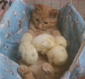 Gatto gioca con dei piccoli pulcini (VIDEO)