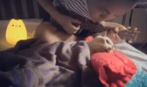 Il micio sta per abbandonare la vita e il ragazzo gli canta una canzone di addio (VIDEO)