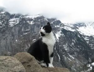 Ronnie, gatto delle montagne