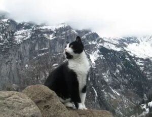 Gatto si avvicina a un uomo smarritosi in montagna e lo guida aiutandolo a trovare la strada