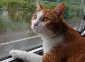 Sondrio, proprietari cercano ovunque ma non rintracciano il piccolo Freddy, il gatto è scomparso da mesi