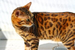 5 spazzole adatte al (bellissimo) mantello del gatto Bengala