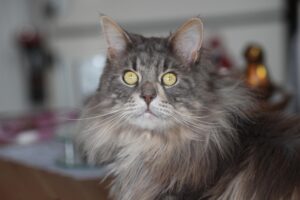 5 spazzole per il maestoso gatto Maine Coon: le migliori