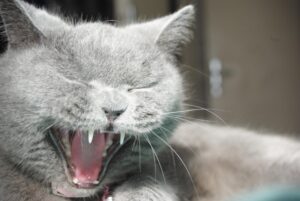 5 spazzolini da denti per donare al gatto Certosino un “sorriso” smagliante