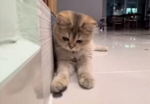 Il tenero gattino impara un giochino con la monetina (VIDEO)