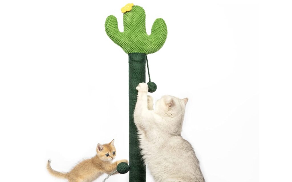 tiragraffi cactus