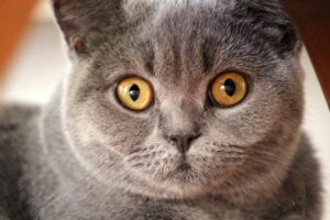 5 tiragraffi perfetti per il divertimento del gatto Certosino