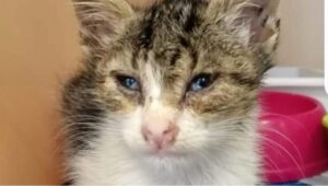 Salvata una gattina: ora si chiama Vita