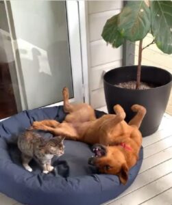 Gatto e cane insieme dopo molto tempo (VIDEO)