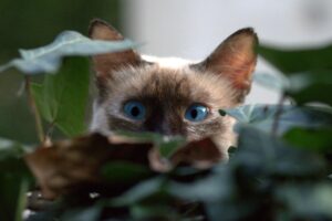In un post un utente ha chiesto se riuscivano a trovare il suo gatto