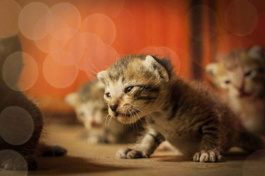 American Curl piccolissimo in foto