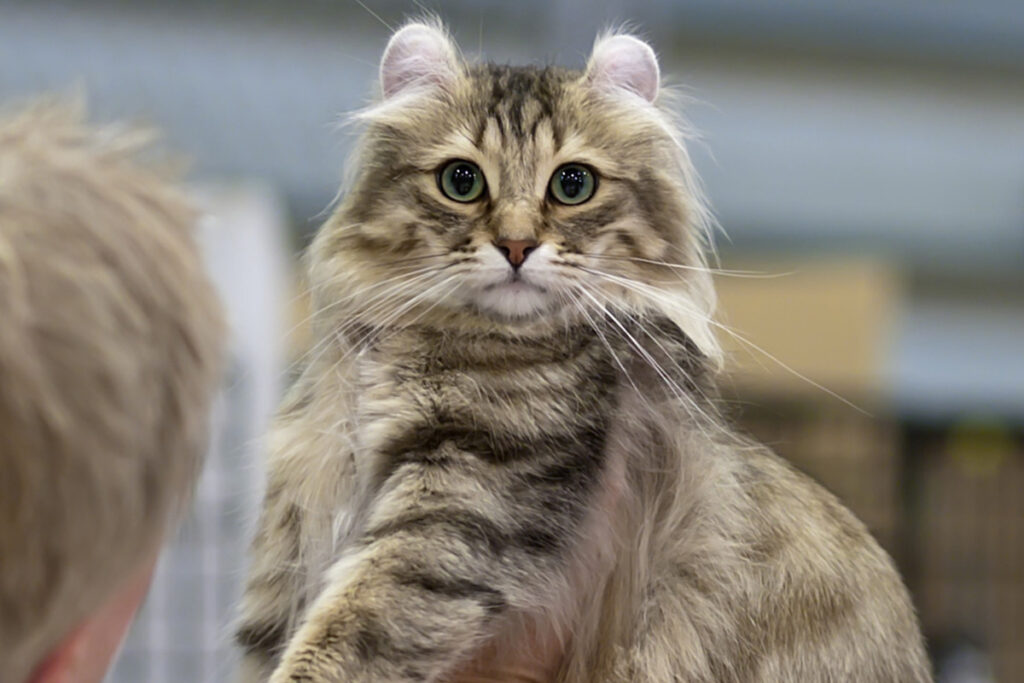 American Curl a pelo lungo in foto