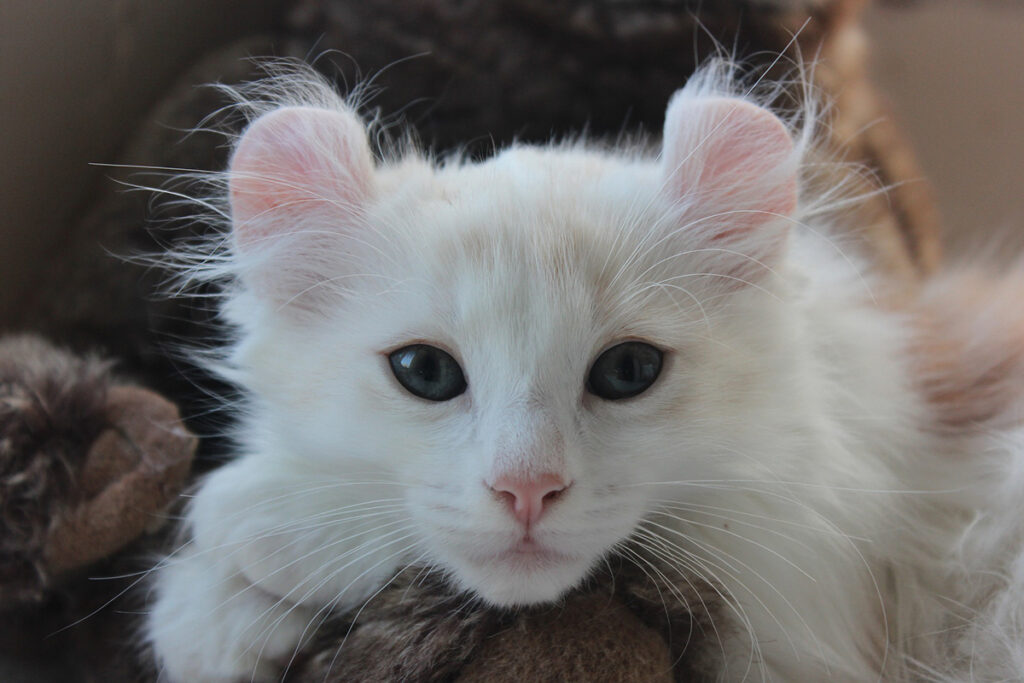 American Curl bianco in foto