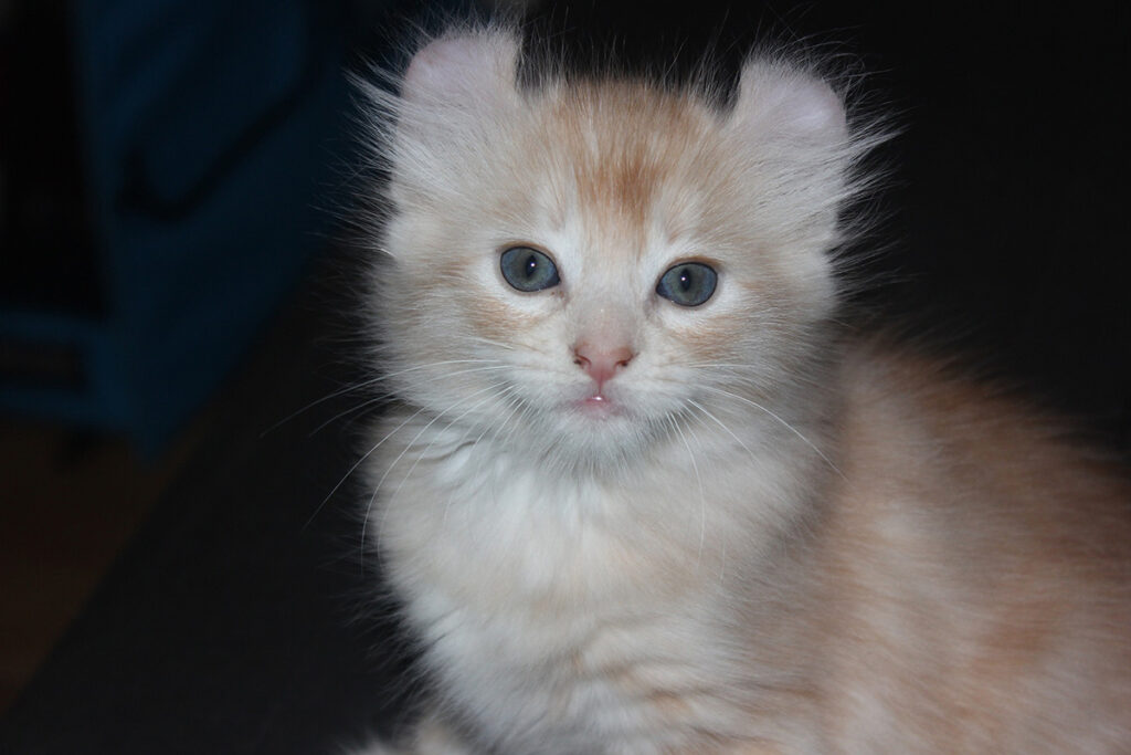 American Curl foto da cucciolo